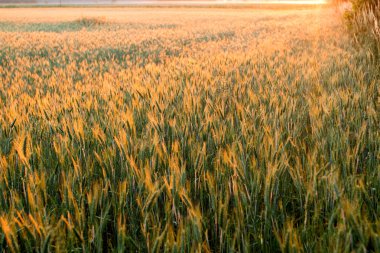 Sabah güneşin tahıl alanları