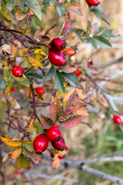 Hanches roses sur le buisson — Photo