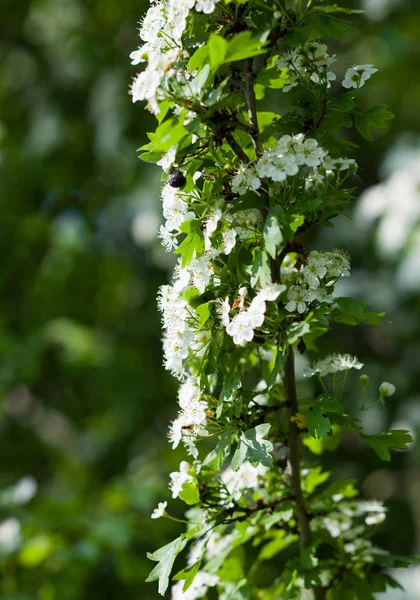 自然な環境に咲くサンザシ — ストック写真