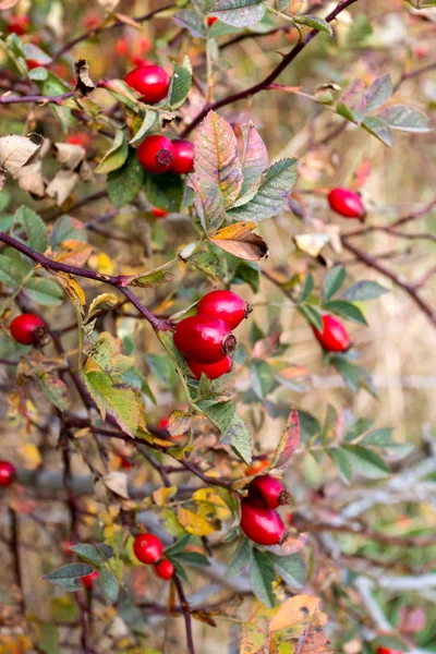 Hanches roses sur le buisson — Photo