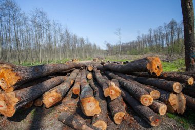 Bir orman glade içinde kesilen ağaç gövdeleri