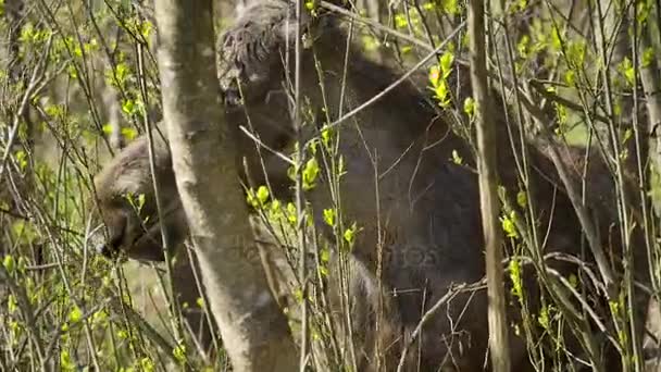 A moose feeding in the alder — Stock Video