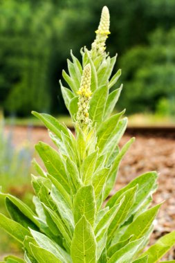 Bahçe bitkilerle yolundaki