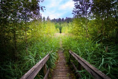 Biebrza swamp panorama