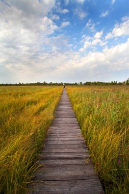 Biebrza swamp panorama
