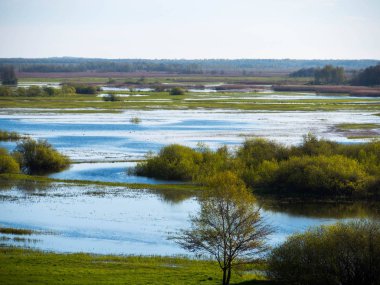 Spring floods of Biebrza river clipart