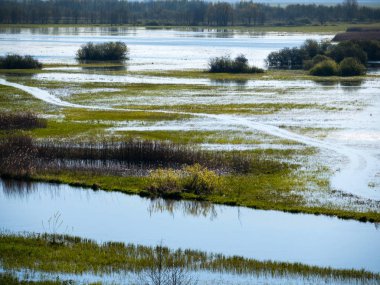 Bahar seller Biebrza Nehri
