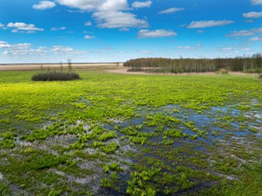 Biebrza Nehri Panoraması