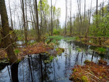 Vahşi nehir kızılağaç Charms yüzdü