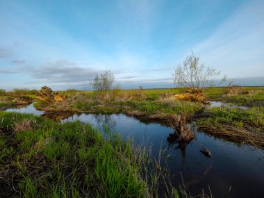 Vahşi nehir kızılağaç Charms yüzdü