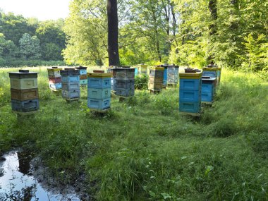 Ormandaki arıların ile arı kovanı
