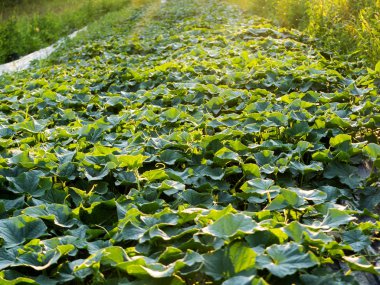 Geleneksel sebze büyüyen ile küçük ekolojik ev bahçe