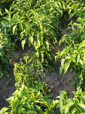 Geleneksel sebze büyüyen ile küçük ekolojik ev bahçe