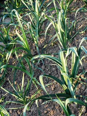 Geleneksel sebze büyüyen ile küçük ekolojik ev bahçe