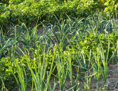 Geleneksel sebze büyüyen ile küçük ekolojik ev bahçe