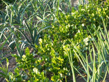 Geleneksel sebze büyüyen ile küçük ekolojik ev bahçe
