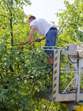 Bahçelerde ağaçların dalları ile ayrıcalık kullanımını düzeltme