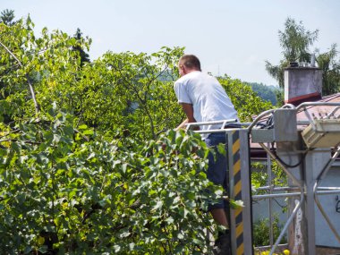 Bahçelerde ağaçların dalları ile ayrıcalık kullanımını düzeltme