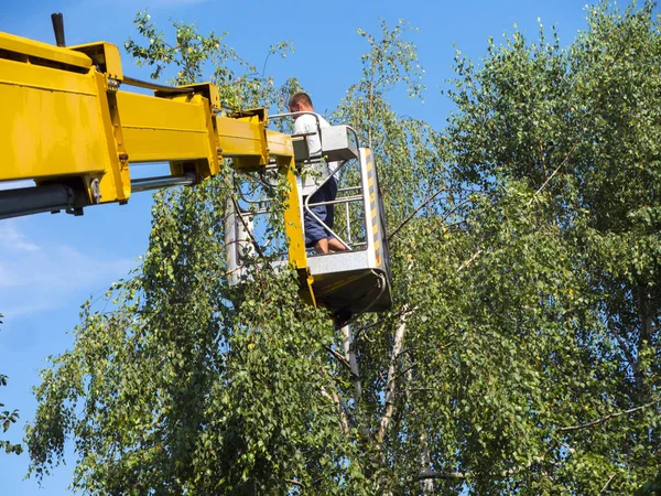 Bahçelerde ağaçların dalları ile ayrıcalık kullanımını düzeltme