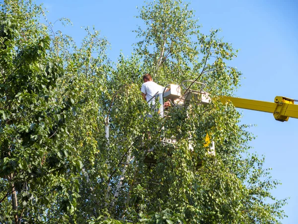 Bahçelerde ağaçların dalları ile ayrıcalık kullanımını düzeltme