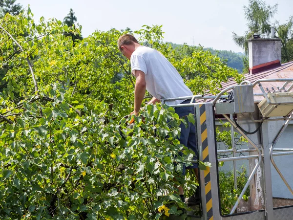 Bahçelerde ağaçların dalları ile ayrıcalık kullanımını düzeltme
