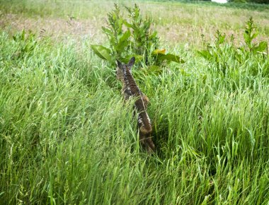 çim küçük ördek yavrusu