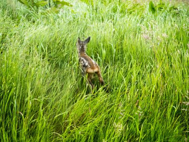 çim küçük ördek yavrusu