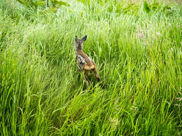 çim küçük ördek yavrusu