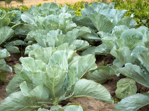Doğal geleneksel organik sebze küçük ev Sebze bahçelerinde büyüyen