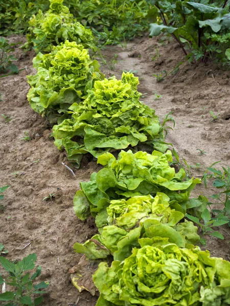 Doğal geleneksel organik sebze küçük ev Sebze bahçelerinde büyüyen