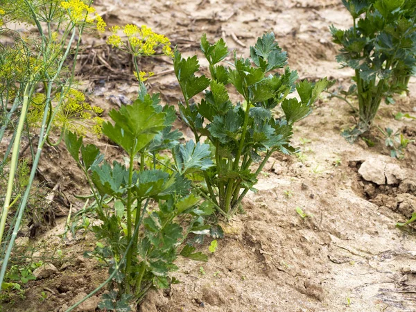 Doğal geleneksel organik sebze küçük ev Sebze bahçelerinde büyüyen