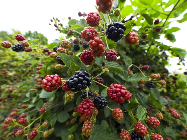 Onlar doğal bir stand yabani böğürtlen Olgun