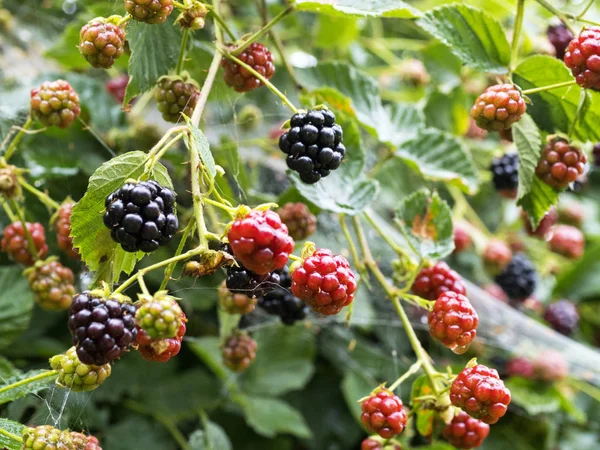 Onlar doğal bir stand yabani böğürtlen Olgun