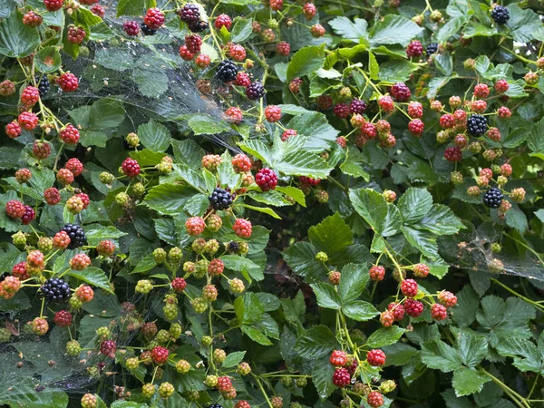 Onlar doğal bir stand yabani böğürtlen Olgun