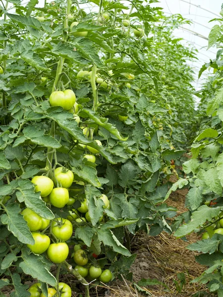Natural cultivation of tomatoes on the ground