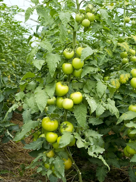 Naturalnej uprawy pomidorów na ziemi — Zdjęcie stockowe