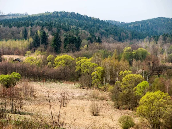 Spring mosaic of green trees and fields — Stock Photo, Image