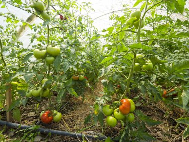Doğal bir yüzey üzerinde bir tünelde domates tarımı