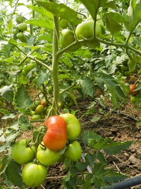 Doğal bir yüzey üzerinde bir tünelde domates tarımı
