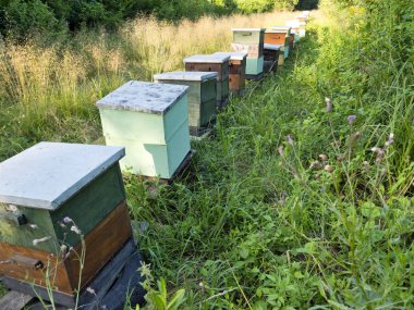 Arılar bir orman yatakta ile maymun