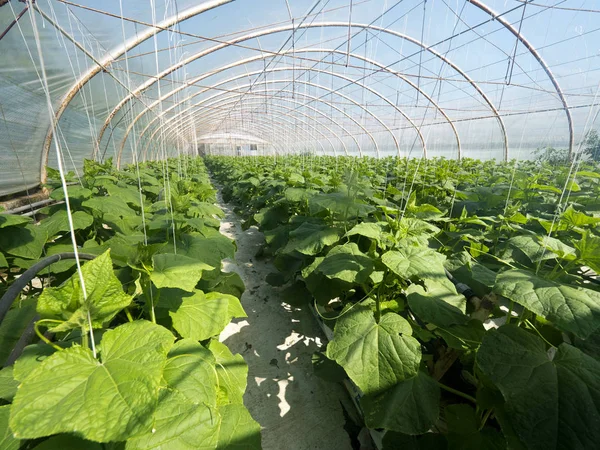 Folyo tünellerde tarihinde perlit substrat salatalık büyüyen