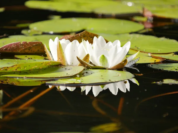 Fleurs de nénuphar sur le lit de la rivière — Photo