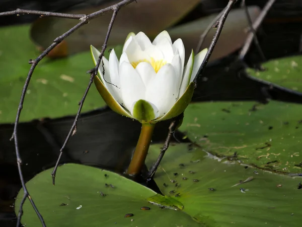 Fleurs de nénuphar sur le lit de la rivière — Photo