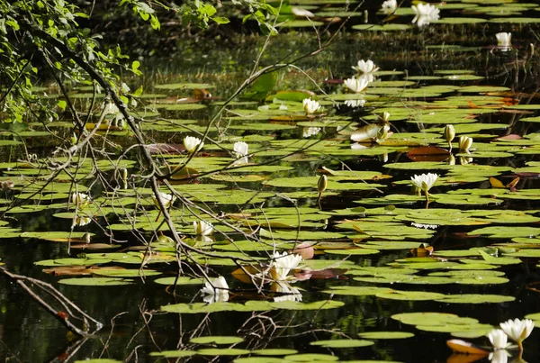 Fleurs de nénuphar sur le lit de la rivière — Photo