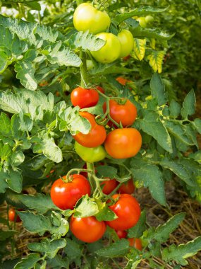 Organik olarak yetiştirilen bir tünelde olgun domates
