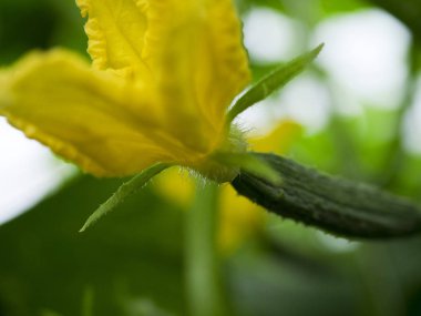 Çiçeklenme ve meyve salatalık endüstriyel bahçecilik