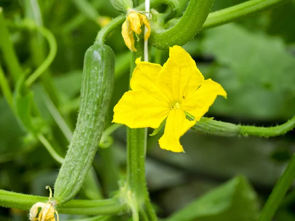 Çiçeklenme ve meyve salatalık endüstriyel bahçecilik