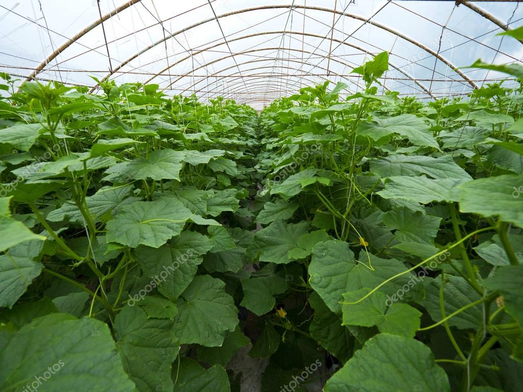 Flowering and fruiting cucumbers in industrial horticulture