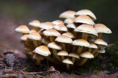 Sonbahar ormanda yenmeyen mantar