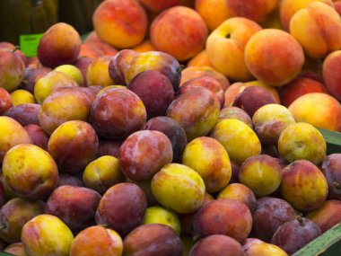 Erik Kayısı ticari bir durak üzerinde